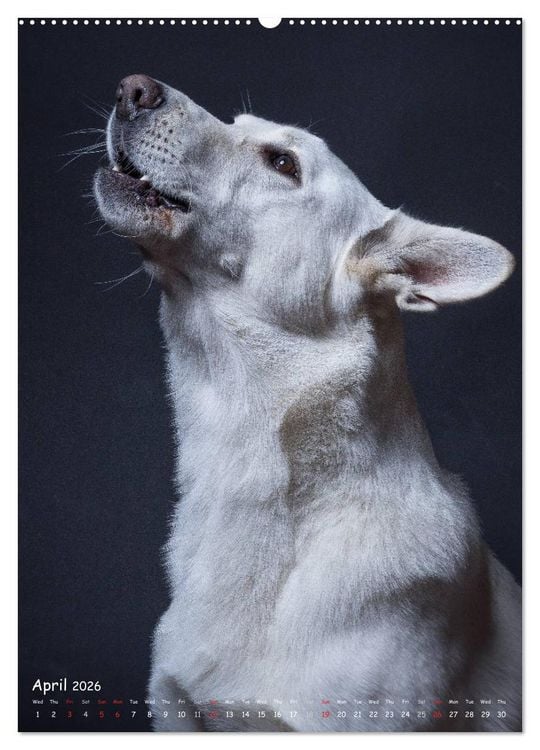 Produktbild: Dogs in Style (High Quality Premium Wall Calendar 2026 DIN A2 portrait),CALVENDO 12 Month Wall Calendar