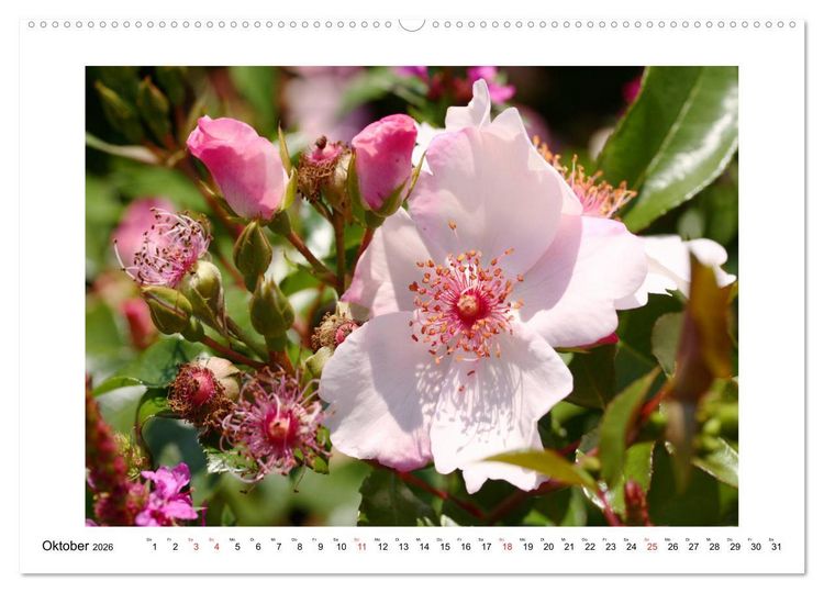 Produktbild: Rosengl&uuml;ck (hochwertiger Premium Wandkalender 2026 DIN A2 quer), Kunstdruck in Hochglanz