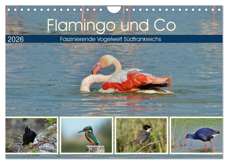 Produktbild: Flamingo und Co - Faszinierende Vogelwelt S&uuml;dfrankreichs (Wandkalender 2026 DIN A4 quer), CALVENDO Monatskalender