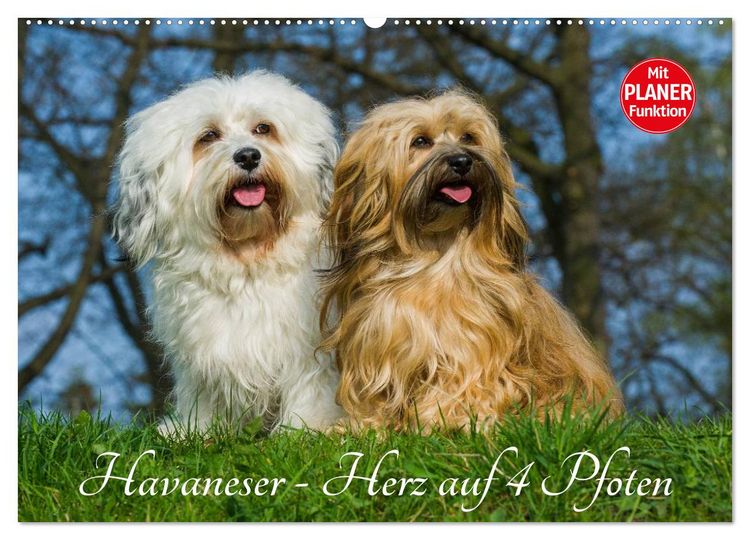 Produktbild: Havaneser - Herz auf 4 Pfoten (Wandkalender 2026 DIN A2 quer), CALVENDO Monatskalender
