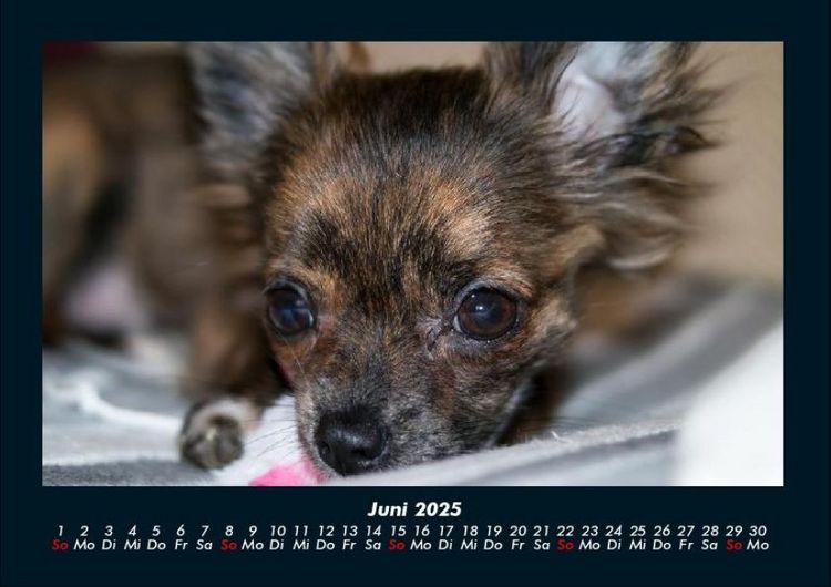 Produktbild: Hunde 2025 Fotokalender DIN A4