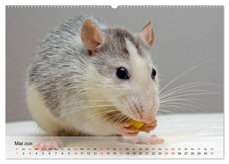Produktbild: Ratten - Gelehrige Haustiere (Wandkalender 2026 DIN A2 quer), CALVENDO Monatskalender