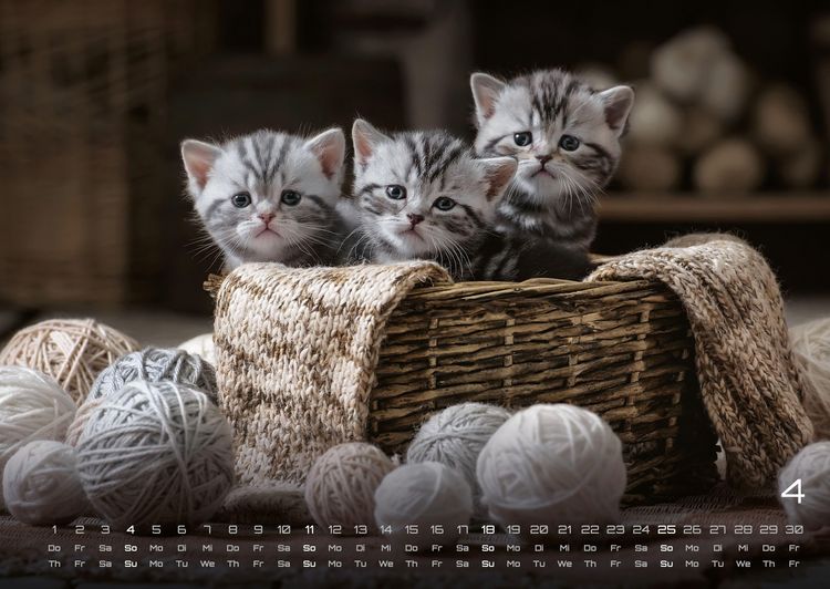 Produktbild: Miau Kids - kleine Tiger ganz gro&szlig; - Der Katzenkalender - 2027 - Kalender DIN A2