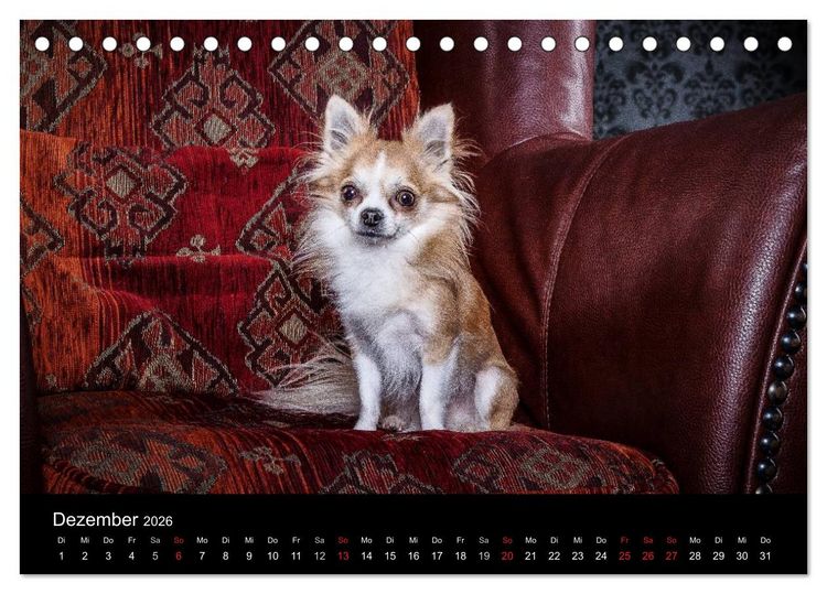 Produktbild: Chihuahuas - Cool and Cute (Tischkalender 2026 DIN A5 quer), CALVENDO Monatskalender
