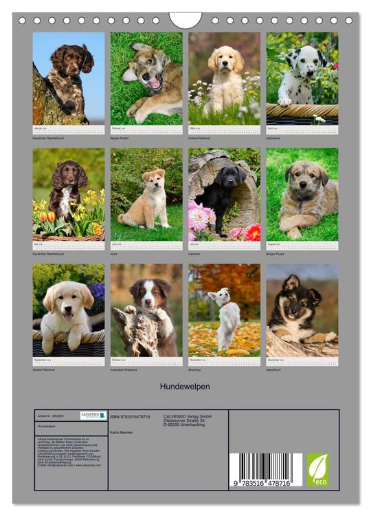 Produktbild: Hundewelpen (Wandkalender 2026 DIN A4 hoch), CALVENDO Monatskalender