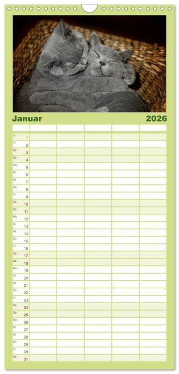 Produktbild: Familienplaner 2026 - B&auml;rige Schmusetiger - Britisch Kurzhaar mit 5 Spalten (Wandkalender, 21 x 45 cm) CALVENDO
