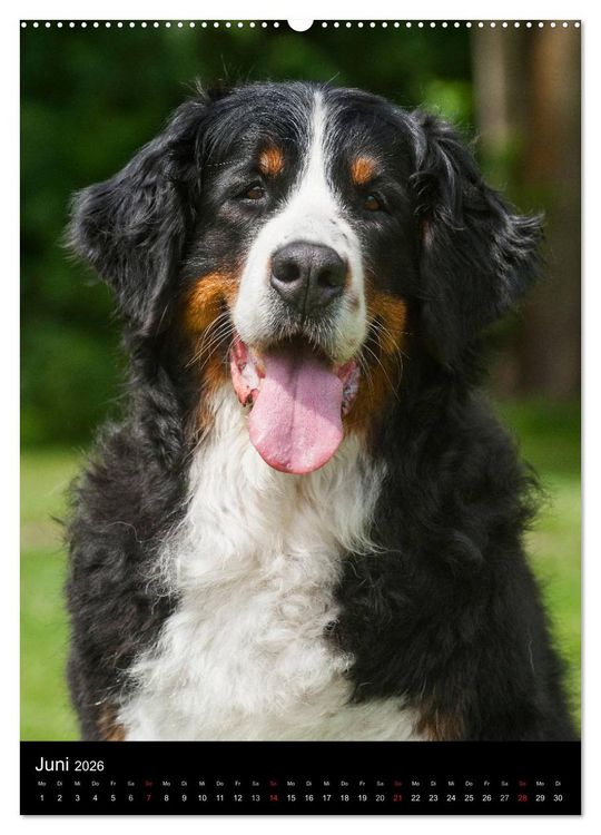 Produktbild: Berner Sennenhund 2026 (hochwertiger Premium Wandkalender 2026 DIN A2 hoch), Kunstdruck in Hochglanz