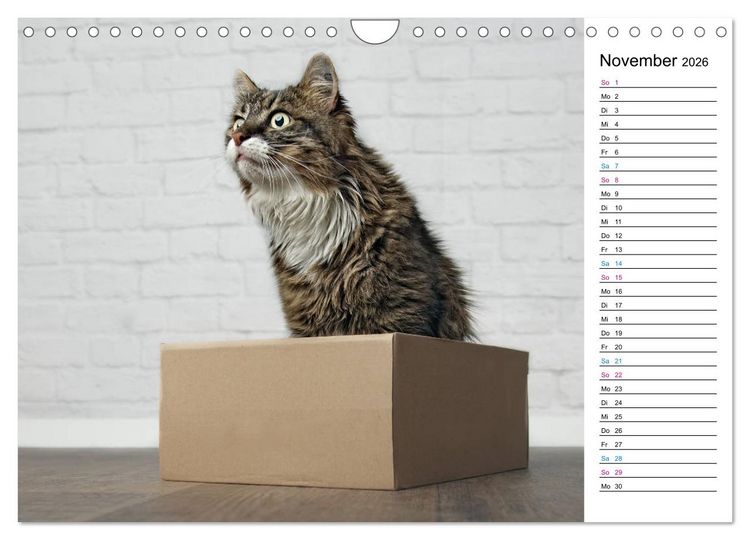 Produktbild: Karton Katzen (Wandkalender 2026 DIN A4 quer), CALVENDO Monatskalender