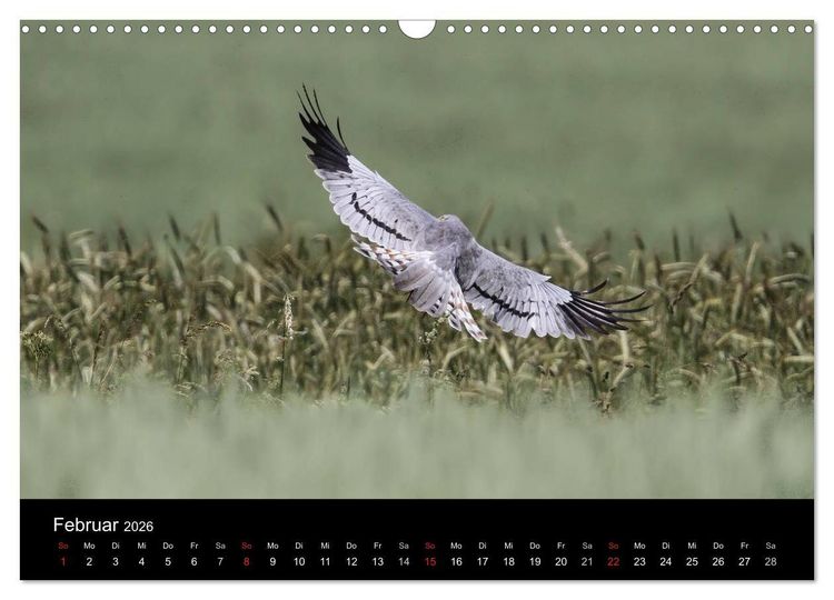 Produktbild: Wiesenweihen in Deutschland (Wandkalender 2026 DIN A3 quer), CALVENDO Monatskalender
