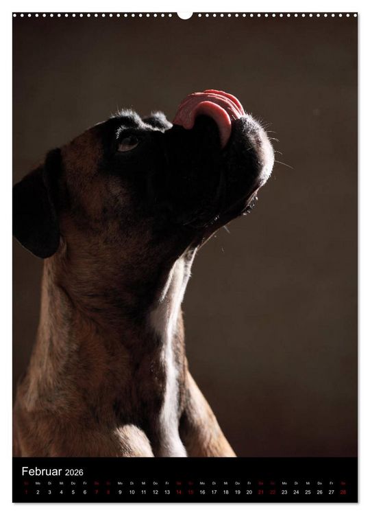 Produktbild: Boxer - Charmante Charakterk&ouml;pfe (Wandkalender 2026 DIN A2 hoch), CALVENDO Monatskalender