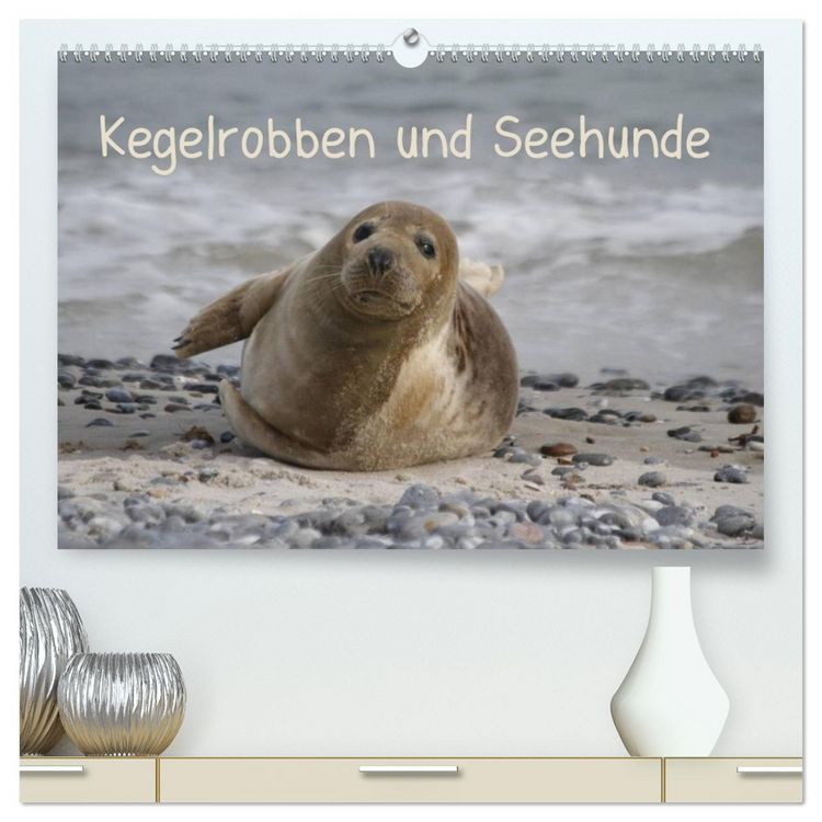 Produktbild: Kegelrobben und Seehunde (hochwertiger Premium Wandkalender 2026 DIN A2 quer), Kunstdruck in Hochglanz