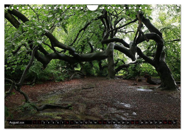 Produktbild: Die S&uuml;ntelbuchenallee (Wandkalender 2026 DIN A4 quer), CALVENDO Monatskalender