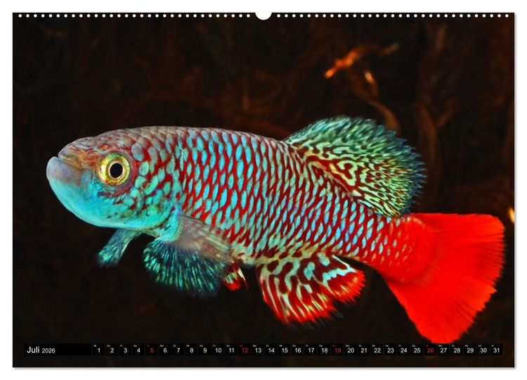 Produktbild: Bunte Fische der Welt - Killifische (Wandkalender 2026 DIN A2 quer), CALVENDO Monatskalender