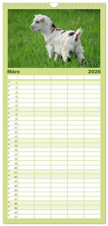 Produktbild: Familienplaner 2026 - Wer zickt denn da? Mit Ziegen durchs Jahr mit 5 Spalten (Wandkalender, 21 x 45 cm) CALVENDO