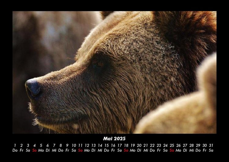 Produktbild: Tiere in der Wildnis 2025 Fotokalender DIN A3