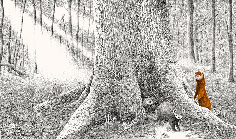 Produktbild: Versteckt im Wald