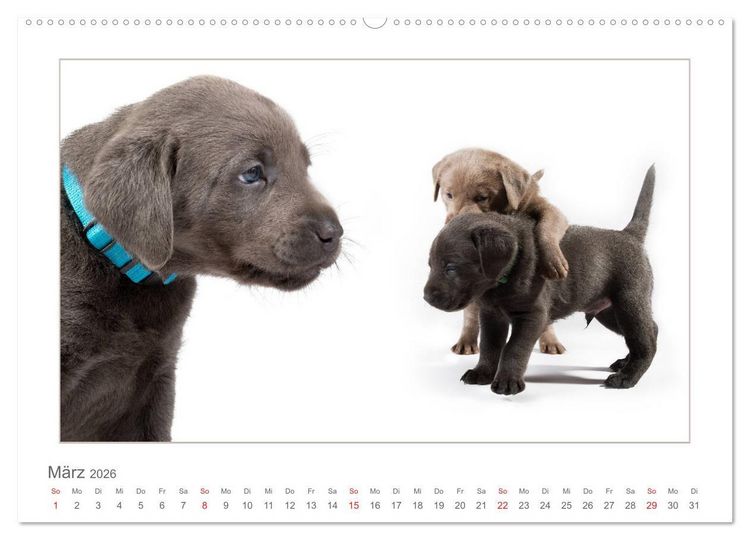 Produktbild: Labradorwelpen - Freunde f&uuml;rs Leben (hochwertiger Premium Wandkalender 2026 DIN A2 quer), Kunstdruck in Hochglanz