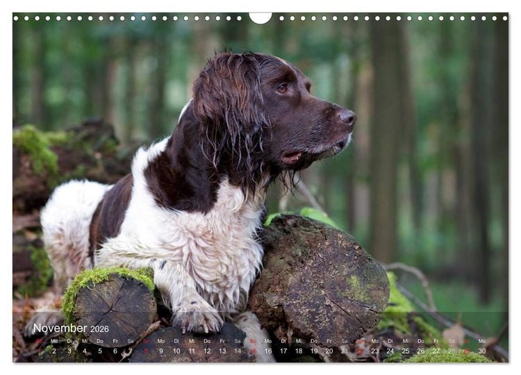 Produktbild: Kleiner M&uuml;nsterl&auml;nder Vorstehhund (Wandkalender 2026 DIN A3 quer), CALVENDO Monatskalender