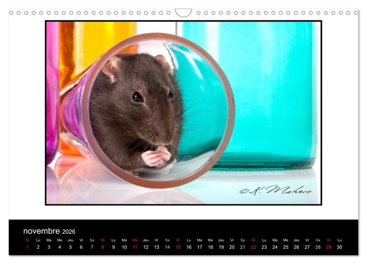 Produktbild: Ratte Ouille (Calendrier mural 2026 DIN A3 vertical), CALVENDO calendrier mensuel