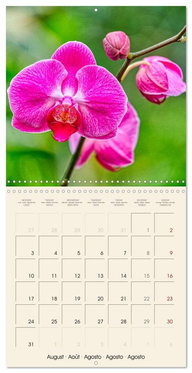 Produktbild: Butterfly orchids in high fidelity (Wall Calendar 2026 12 &times; 12 Inch) CALVENDO 12 Month Wall Calendar