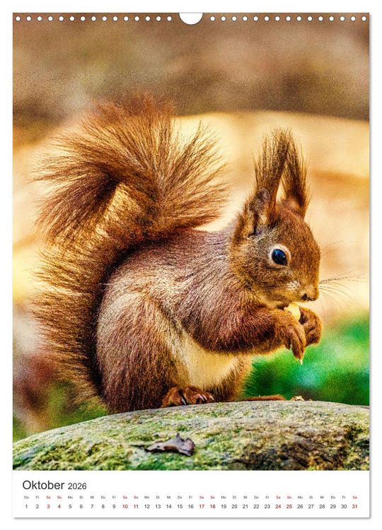 Produktbild: Niedlicher Nager - Das Eichh&ouml;rnchen (Wandkalender 2026 DIN A3 hoch), CALVENDO Monatskalender
