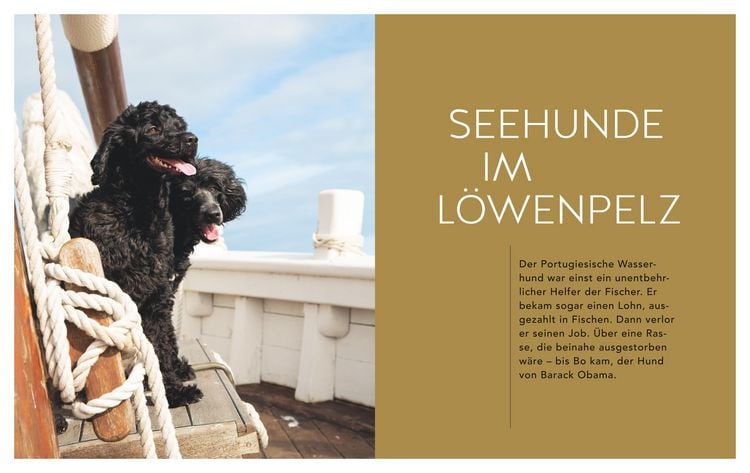 Produktbild: Gef&auml;hrte Hund