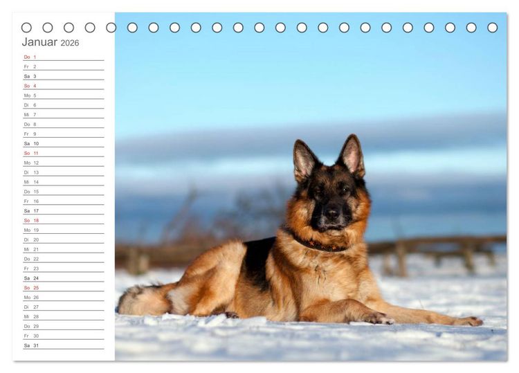 Produktbild: Deutsche Sch&auml;ferhunde Seelentr&ouml;ster (Tischkalender 2026 DIN A5 quer), CALVENDO Monatskalender