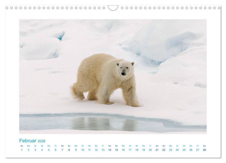 Produktbild: Spitzbergen - Landschaft - Eis - Tierwelt (Wandkalender 2026 DIN A3 quer), CALVENDO Monatskalender