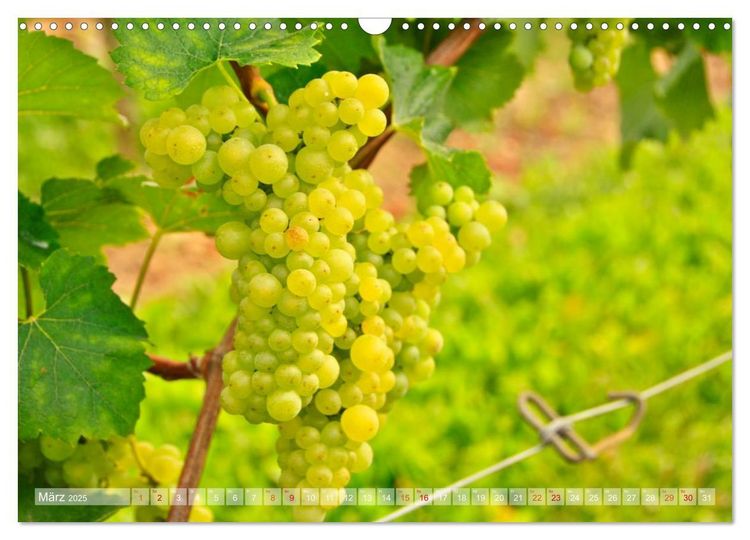 Produktbild: Wein- und Rebsorten aus Rheinland-Pfalz (Wandkalender 2025 DIN A3 quer), CALVENDO Monatskalender