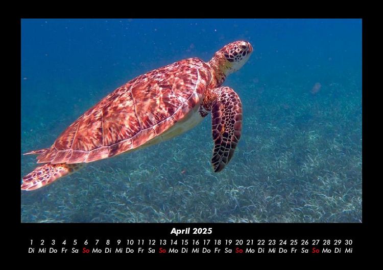 Produktbild: Schildkr&ouml;tenzauber 2025 Fotokalender DIN A3