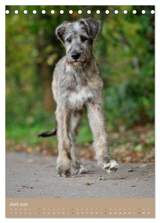 Produktbild: Hundekinder (Tischkalender 2026 DIN A5 hoch), CALVENDO Monatskalender