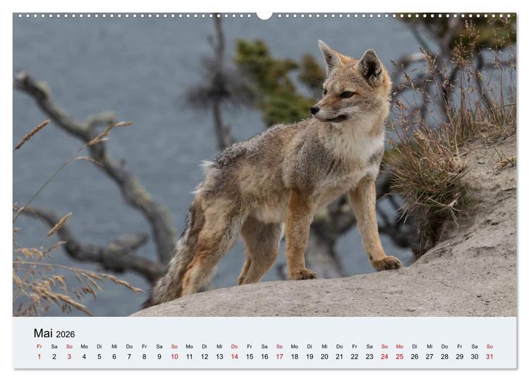 Produktbild: Feuerland - Am Puls der Wildnis (Wandkalender 2026 DIN A2 quer), CALVENDO Monatskalender