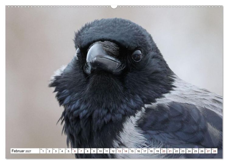 Produktbild: Im Auge der Kr&auml;he (hochwertiger Premium Wandkalender 2027 DIN A2 quer), Kunstdruck in Hochglanz