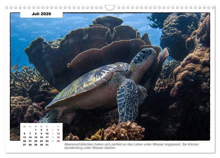 Produktbild: Meeresschildkr&ouml;ten, die Nomaden der Meere (Wandkalender 2026 DIN A3 quer), CALVENDO Monatskalender