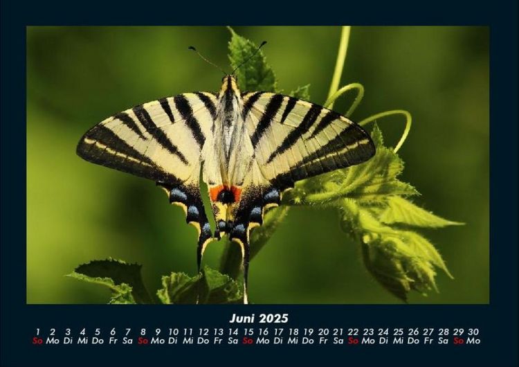 Produktbild: Bunte Pracht der Schmetterlinge 2025 Fotokalender DIN A4