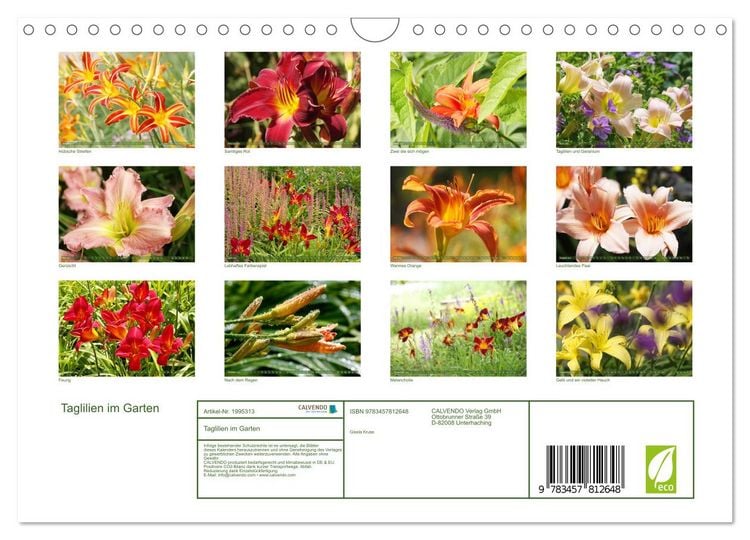 Produktbild: Taglilien im Garten (Wandkalender 2026 DIN A4 quer), CALVENDO Monatskalender