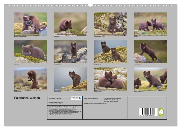 Produktbild: Polarfuchs-Welpen (hochwertiger Premium Wandkalender 2026 DIN A2 quer), Kunstdruck in Hochglanz