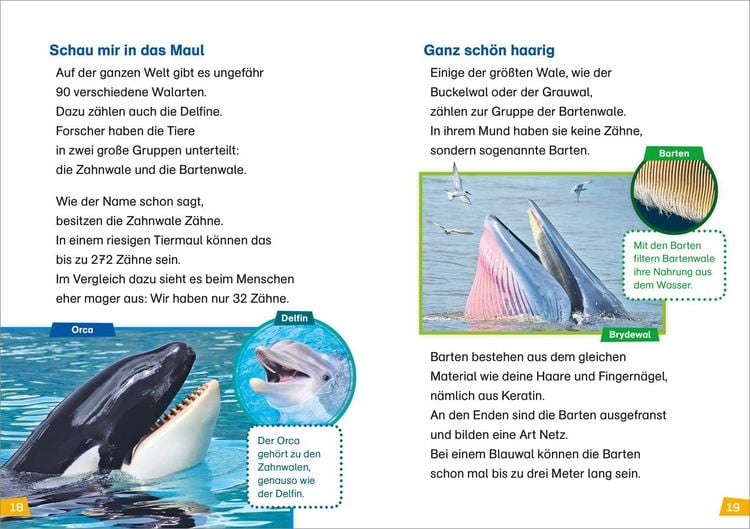 Produktbild: WAS IST WAS Erstes Lesen Band 1. Wale und Delfine