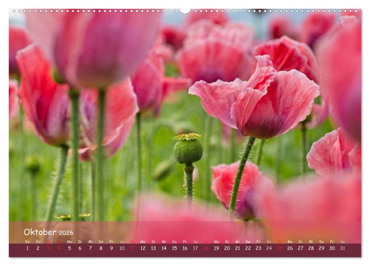 Produktbild: Mohntr&auml;ume (hochwertiger Premium Wandkalender 2026 DIN A2 quer), Kunstdruck in Hochglanz