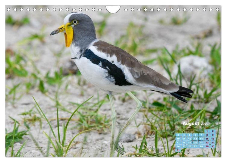Produktbild: Birds of the Southern African Wild (Wall Calendar 2026 DIN A4 landscape), CALVENDO 12 Month Wall Calendar