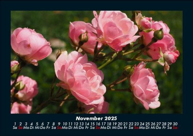 Produktbild: Rosen-Kalender 2025 Fotokalender DIN A5