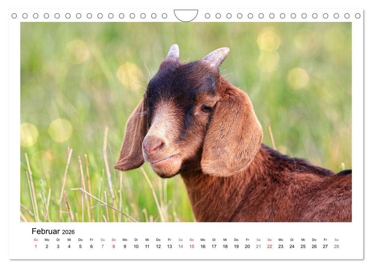 Produktbild: Wer zickt denn da? - Zicklein-Edition (Wandkalender 2026 DIN A4 quer), CALVENDO Monatskalender