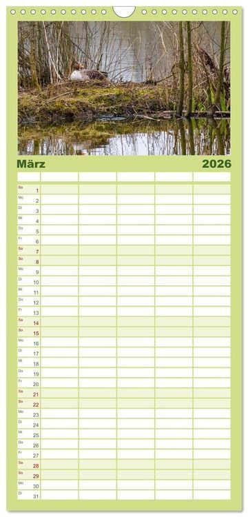 Produktbild: Familienplaner 2026 - Graug&auml;nse in heimischer Umgebung mit 5 Spalten (Wandkalender, 21 x 45 cm) CALVENDO
