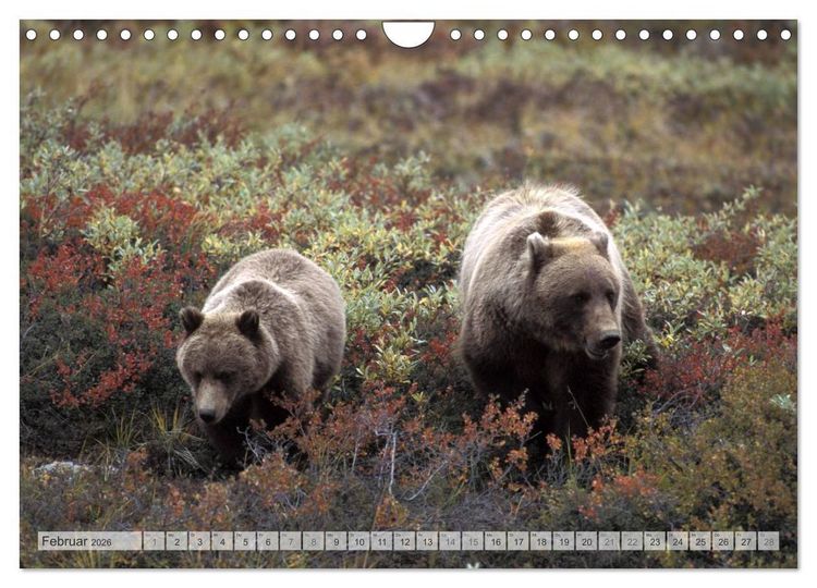 Produktbild: Wildes Alaska Christian Heeb (Wandkalender 2026 DIN A4 quer), CALVENDO Monatskalender