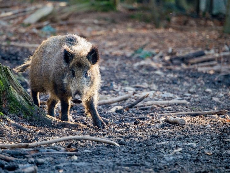 Produktbild: Wildschwein (Puzzle)