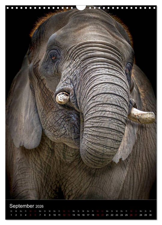 Produktbild: Portraits of Animals (Wandkalender 2026 DIN A3 hoch), CALVENDO Monatskalender