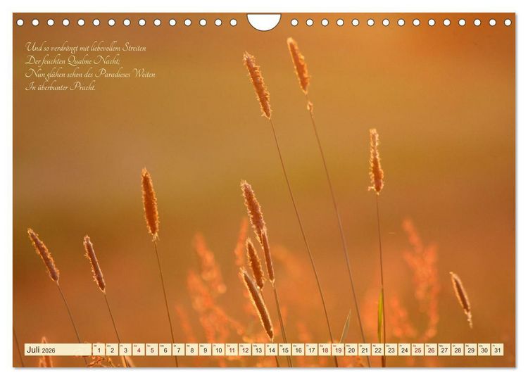 Produktbild: Sommergr&auml;ser (Wandkalender 2026 DIN A4 quer), CALVENDO Monatskalender