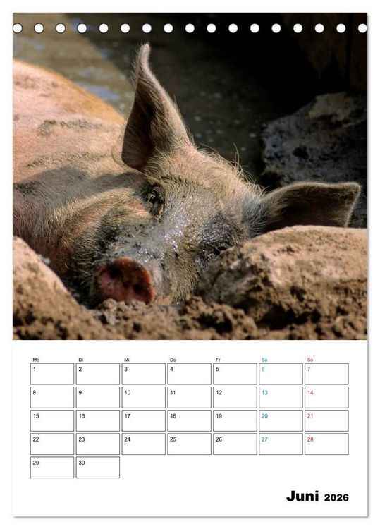 Produktbild: Schweine 2026 (Tischkalender 2026 DIN A5 hoch), CALVENDO Monatskalender