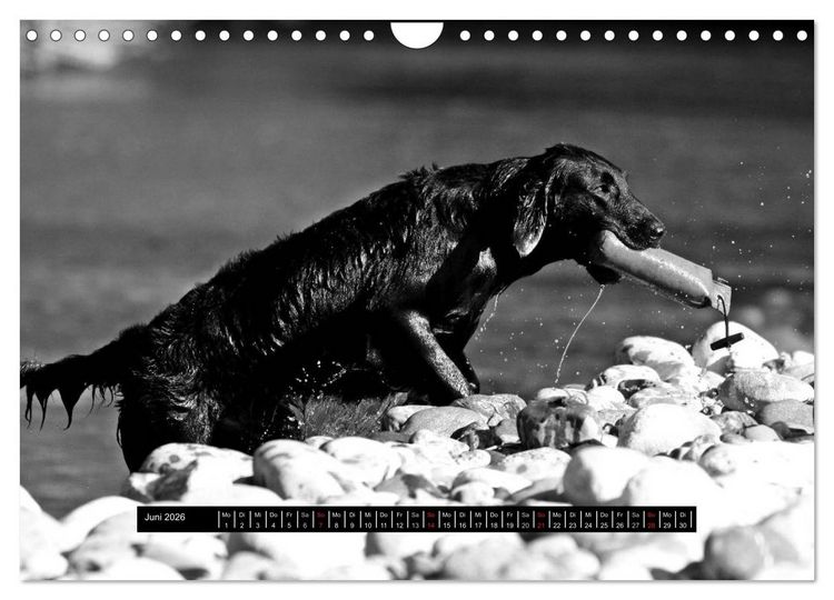 Produktbild: Flatcoated Retriever Black Edition (Wandkalender 2026 DIN A4 quer), CALVENDO Monatskalender