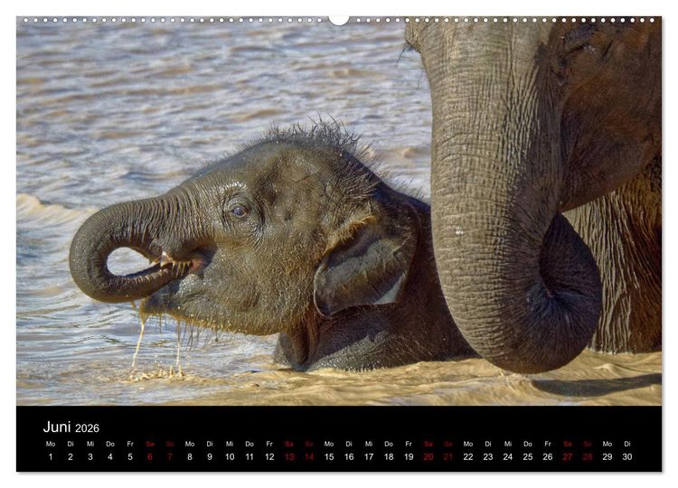 Produktbild: Sri Lanka - Tierische Momente (hochwertiger Premium Wandkalender 2026 DIN A2 quer), Kunstdruck in Hochglanz